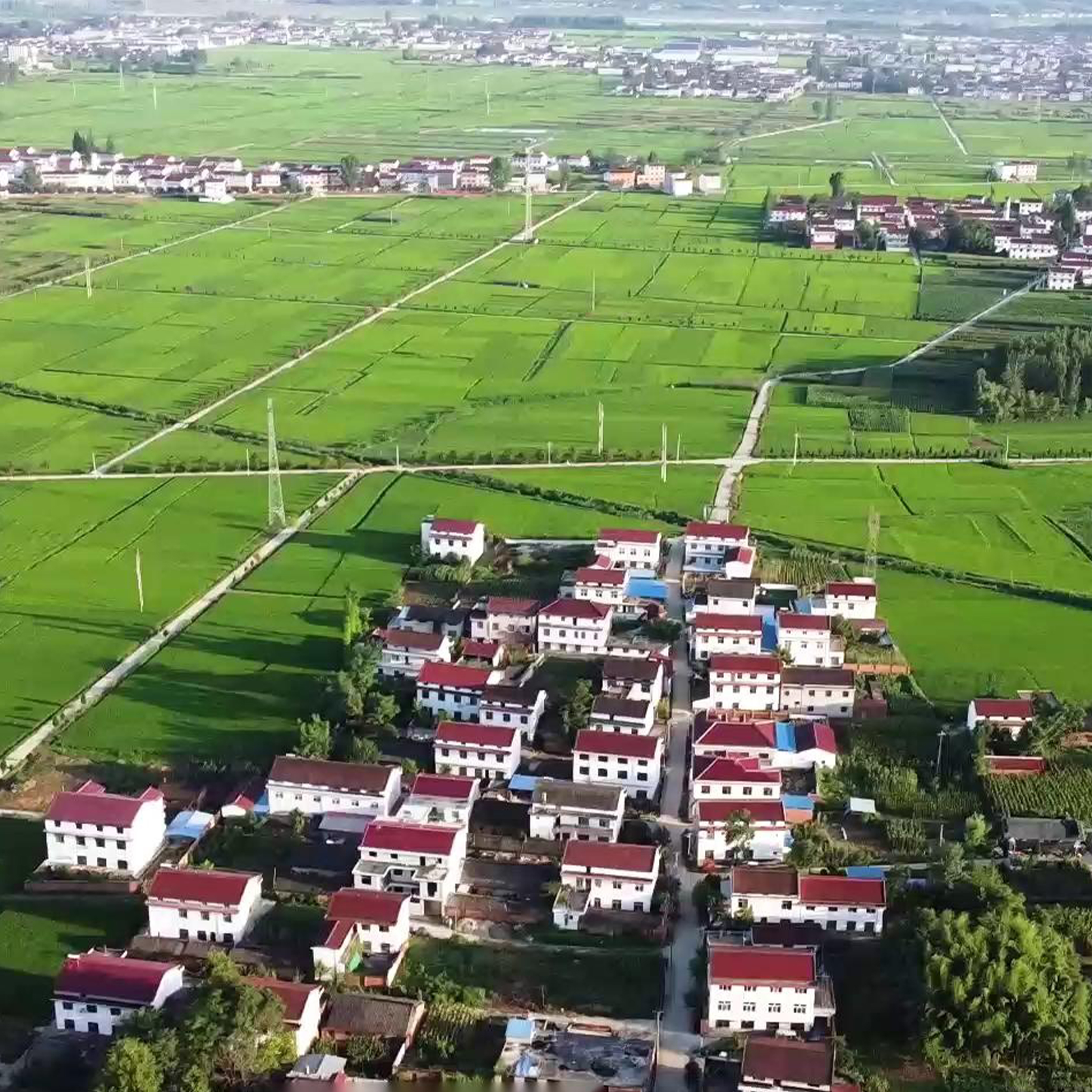 双亚周大黑-基地种植