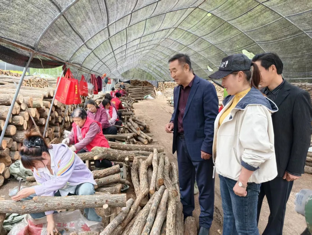 探香菇基地，谋助农新路||周大黑赴骆驼项村学种菇，乡村大舞台直播带货为产业赋能